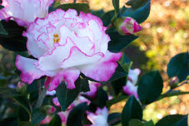 Pin By Arbor And Vine On Camellias Camellia Plant Camellia Pink Garden