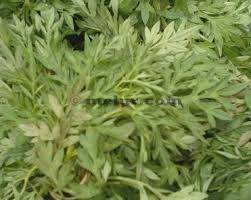 Anim Agro Technology Ulam Raja