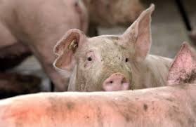 Pesta porcina chinuie astazi si pe ultimii fraieri care se mai incapataneaza sa produca alimente in romania. Pesta Porcina Va Provoca Pierderi De Milioane Romania Va Interzice Importul De Carne Din Moldova Mold Street Com