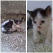 minicik bir biblo icin evinizde yer var midir istanbul kedi