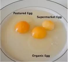 Whats The Truth About Egg Whites Vs Egg Yolks Quora