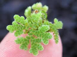 Image result for Azolla filiculoides