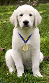 Puppy is an exciting new program designed to get dog owners and their puppies off to a good start. A Collection Of Images From Canine Good Citizen Test In A Day For Dummies Dummies