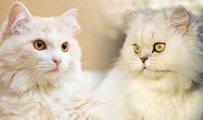 Perlu cat lovers ketahui nih kucing persia sebenarnya merupakan kucing yang pertama kali ditemukan di persia, iran dan setelah itu dikembangkan di amerika dan inggris yang terjadi setelah. 10 Perbedaan Kucing Persia Dan Anggora Mana Yang Bagus Pintarpet