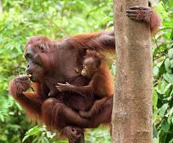 Daur hidup tumbuhan paku memiliki dua generasi, generasi sporofit dan gametofit (protalium). 97 Persen Dna Mirip Dengan Manusia Ini 7 Fakta Unik Seputar Orangutan