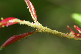 Maybe you would like to learn more about one of these? Entoma Poy Prosballoyn Ta Kallwpistika Fyta