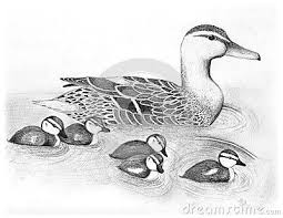 Female Wood Duck Drawing Black White Pencil Mother Her Ducklings Swimming Was Hand Drawn Be Me 66785925 Jpg 400 309 Duck Drawing Bird Drawings Animal Drawings