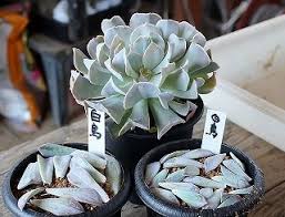 花茎の葉挿しと葉が巻くモンストエケベリアほか ガマンマの ニク サボ栽培 楽天ブログ