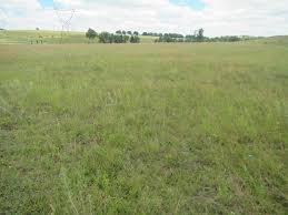 Image result for Zornia punctatissima