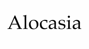 Pronunciation of laut with 2 audio pronunciations, 20 synonyms, 5 meanings, 14 translations, 25 sentences and more for laut. How To Pronounce Alocasia Youtube