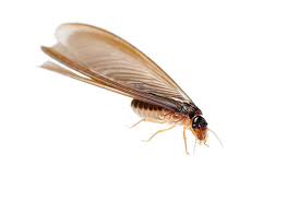 Drywood termite precaution (coastal southeastern united states, florida, coastal western united states): Drywood Termite Treatment How To Get Rid Of Drywood Termites