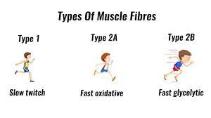 Types Of Muscle Fibres Fast Twitch Slow Twitch Gcse Pe Youtube