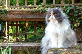 en guzel farsca kedi isimleri miyavliyo
