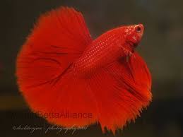 Lilin bohemian menghuni di hutan di amerika utara bagian utara dan eurasia, sebagian besar jgua ada di kanada. Inilah Jenis Ikan Cupang Tercantik Di Dunia Kaskus