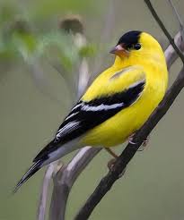 Small Yellow Bird With Black And White Wings 