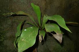 Image result for Antrophyum