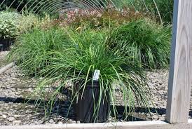 Image result for Eragrostis caespitosa