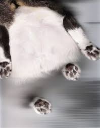 The Cat Scan Blog This Is The Meat She Currently Weighs About 20 Lbs But She S Been Losing Some Thanks To The Catkins Diet Cats Cat Scan Animal Magic