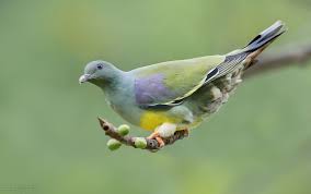 Bruce S Green Pigeon حمامة خضراء Green Pigeon Live Love Walk By Faith