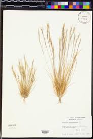 Image result for Aristida adscensionis
