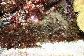 Learn How To Identify Hydroids One Of The Worst And Most Common Pests In Reef  Aquariums! 👇 👇 👇 Hydroids Are A Common Reef Keeping Pest That Is... | By  Tanknicians Llcfacebook