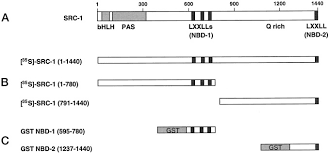Our currency rankings show that the most popular japanese yen exchange rate is the jpy to eur rate. Thyroid Hormone Response Elements Differentially Modulate The Interactions Of Thyroid Hormone Receptors With Two Receptor Binding Domains In The Steroid Receptor Coactivator 1 Journal Of Biological Chemistry