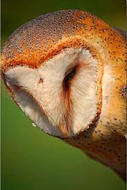 Heart Face Barn Owl Heart Face Owl Pictures