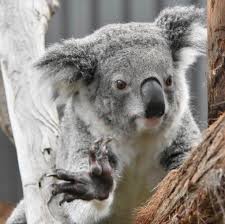 Port Macquarie Koala Hospital S Instagram Profile Post Any Star Trek Fans A Kind Message From Zenani Live Long And Prosper In 2020 Koala Koala Bear Star Trek