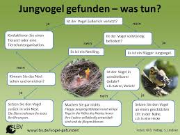 Am häufigsten ist es aber so, dass das männchen sich einfach nur an den rand des nestes setzt. Jungvogel Gefunden Muss Man Ihn Retten Wir Sind Tierarzt De