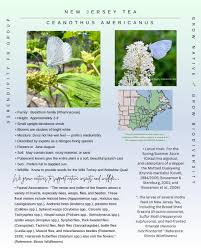 Image result for Vernonia centaureoides