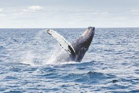 Humpback whales tend to feed by opening their mouth wide to gulp down as much prey, like fish or krill, as possible, leading marine scientists to speculate that what happened to mr packard was in all likelihood purely accidental. 500 Humpback Whale Pictures Hd Download Free Images On Unsplash