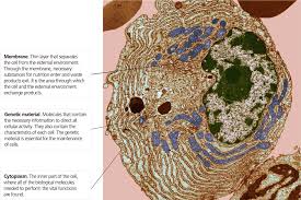 Eventually, the cell divides completely into two separate daughter cells via cytokinesis. Blink Activity Blinklearning