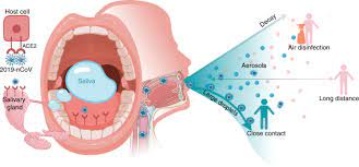 Learn the definition of 'throat washing'. Saliva Potential Diagnostic Value And Transmission Of 2019 Ncov International Journal Of Oral Science