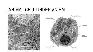 We did not find results for: 3 Eukaryotes Their Structure Em