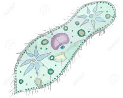 First show color to your pupils, then let them make the activity in the second page. Paramecium Caudatum Color Illustration Isolated On A White Stock Photo Picture And Royalty Free Image Image 103082348