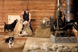 Top 10 Things To Do In Rotorua Farm Tour Rotorua Kid Friendly Activities