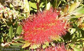 We did not find results for: Flowers Loved By Native Bees