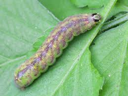 ご近所の小さな生き物たち - ココログ