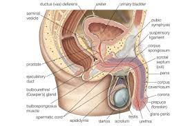 Male And Female Reproductive Systems Female Reproductive System Anatomy Reproductive System Female Reproductive System