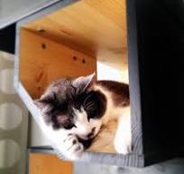 Black Catissa, Modular Cat House - Etsy