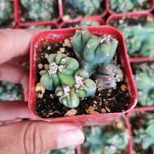 Image result for Senecio forbesii