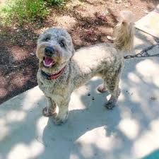 schnoodle what to know and whats good about them k9 web