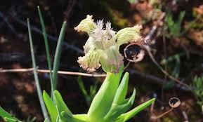 Image result for Ferraria glutinosa
