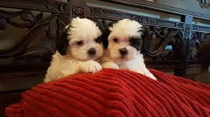 We did not find results for: 7 Best Maltese Breeders In Florida 2021 We Love Doodles