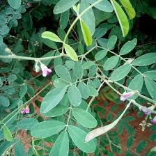Image result for Tephrosia dasyphylla