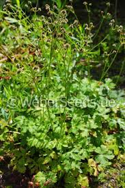 Image result for Sanicula elata