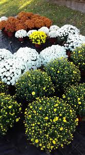 Motiv » cveće, tehnika » ulje, materijal » platno. Cvece Srece Irig Serbia Shopping Retail Facebook