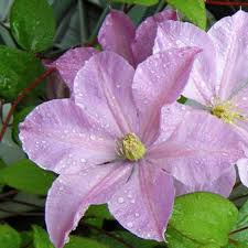 Maybe you would like to learn more about one of these? Clematis Comtesse De Bouchard Clearview Horticultural Products