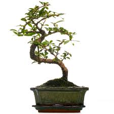 Check spelling or type a new query. Bonsai Carmona Fukien Tea Indoor Plant For Home Or Office 30 40cm Incl Pot Buy Online In Angola At Angola Desertcart Com Productid 200682587