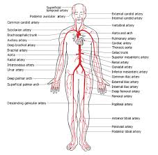 For more anatomy content please follow us and visit our website: Verwante Zoekopdrachten Voor Label Worksheet Arteries And V Arteries And Veins Body Diagram Human Body Diagram